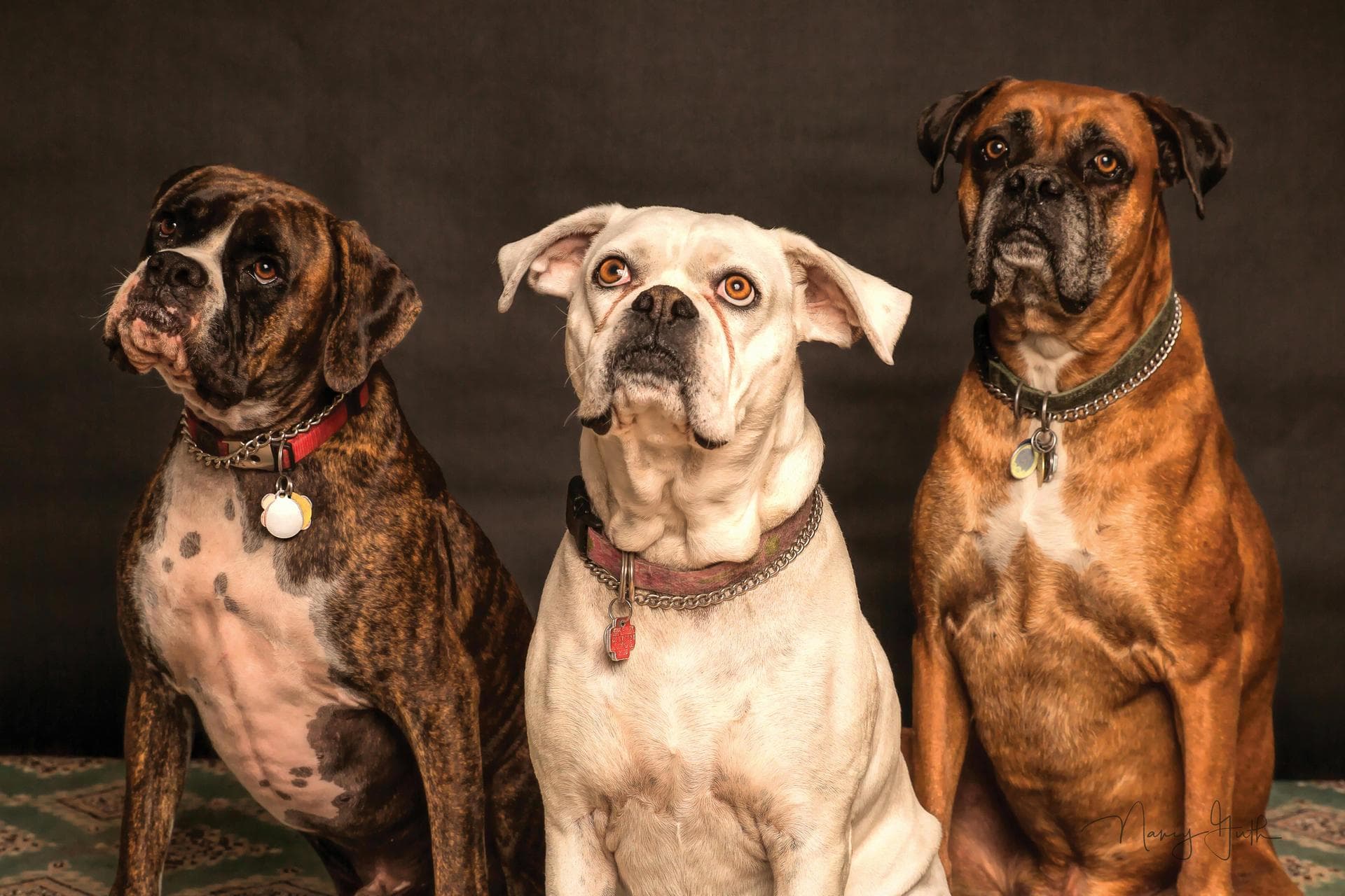 Best Vets in Beaverton