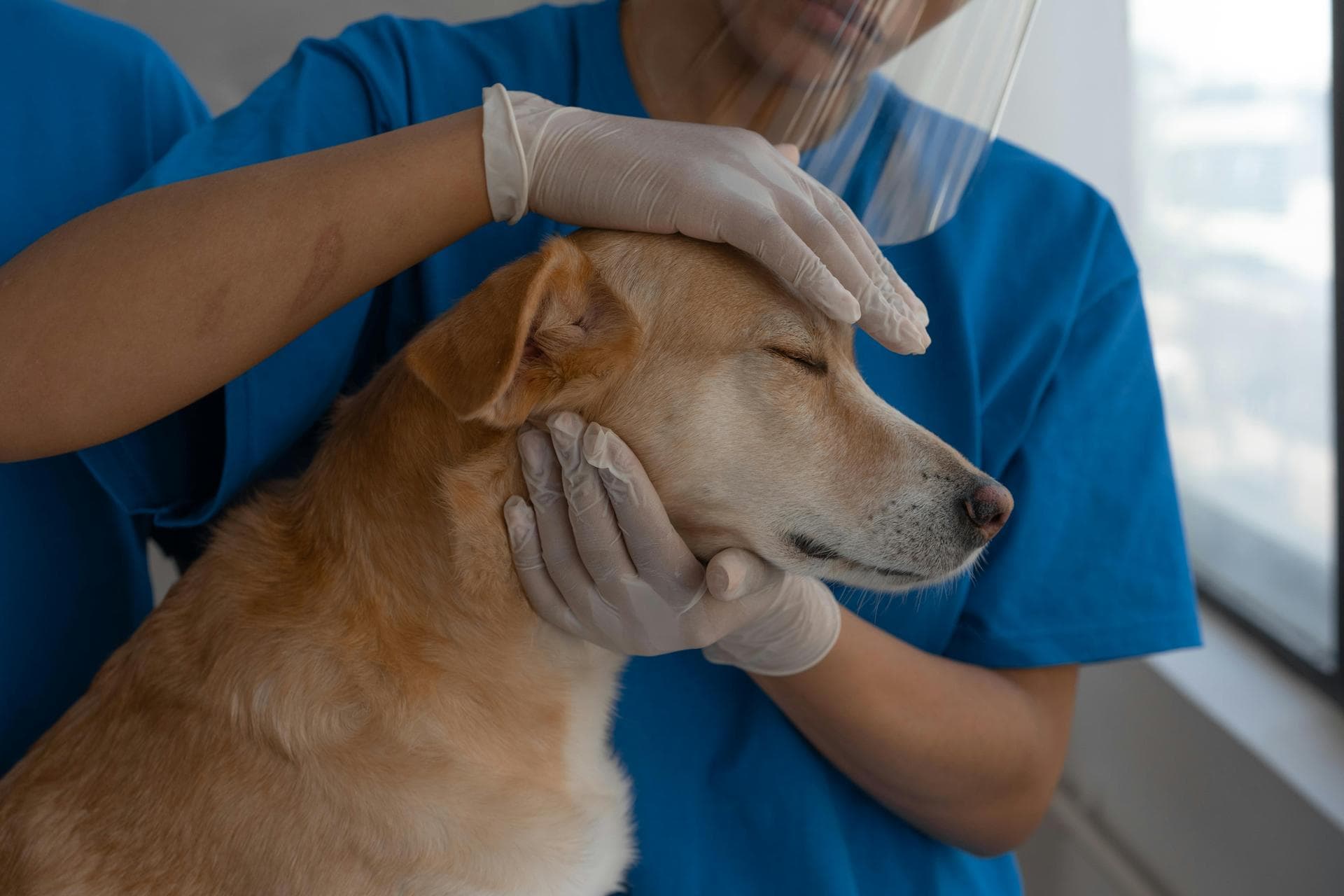 Specialist Vets in Beaverton
