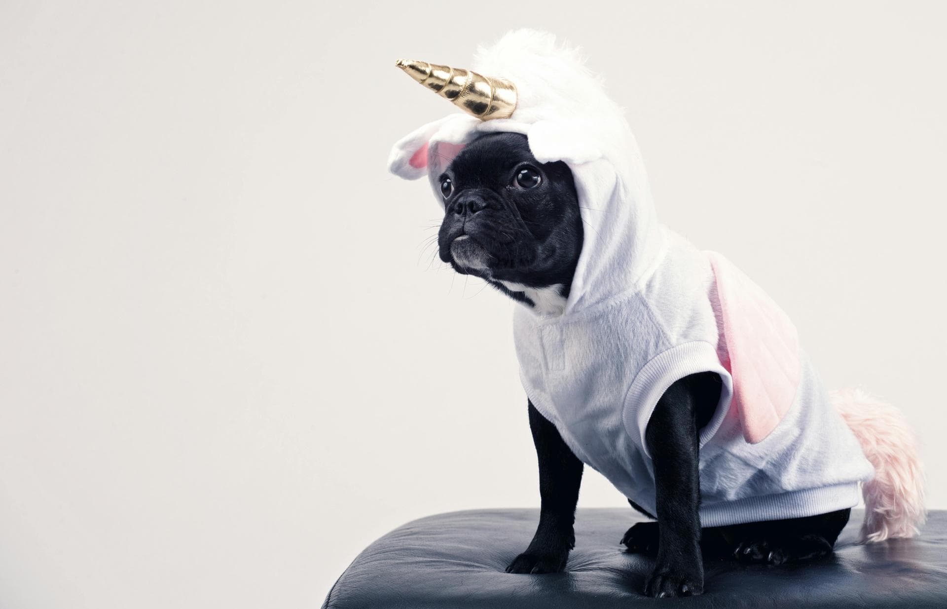 Dog & Cat Vets in Beaverton